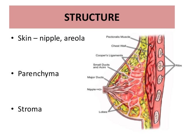 breast acini parenchymal Breast acini parenchymal